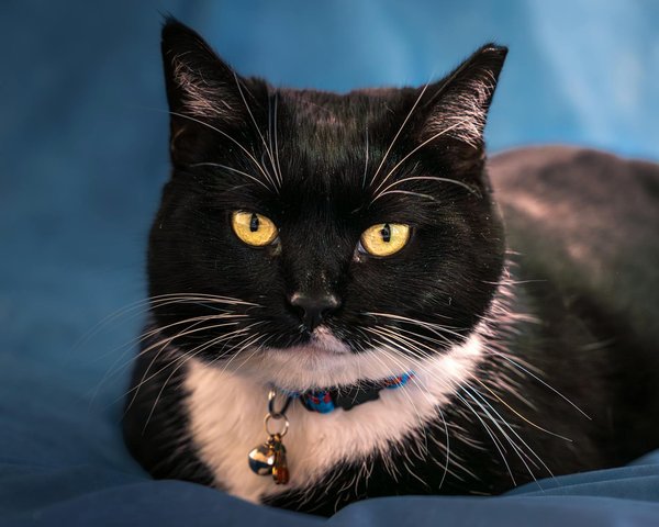 Transformative Innovation der digitalen Identitäten im Gesundheitswesen: Blockchain-Lösungen für maximale Sicherheit und vertrauenswürdige Authentifizierung